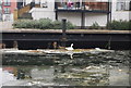 Swan nesting on the Regent Canal