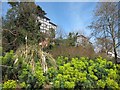 Plants in Alexandra Park