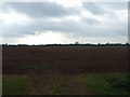 Farmland, Shelton Lodge Farm