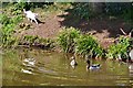 Sampford Peverell : Grand Western Canal & Cat