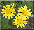 Ragwort