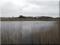 TM0579 : Middle Fen Pond by Roger Jones