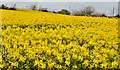 Flowering rape, Hillsborough (1)