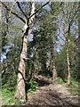 Path in Rectory Wood