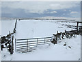 SD8073 : Field gate and snow by the road to High Birkwith by John S Turner
