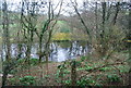 Pond in woodland