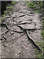 Roots of alder, Loxley Valley path