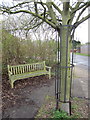 Bench and tortured tree