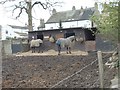 Horses grazing - Church Lane