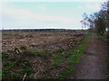 Shawbury Heath woods - all gone!