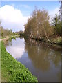 Birch trees by the Chesterfield Canal