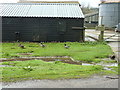 Ducks by gate to Shulbrede Buildings