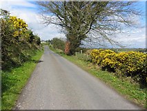 H5560 : Garvaghy Hill Road, Garvaghy by Kenneth  Allen