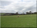 Stile on the Weardale Way