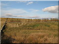 NY6461 : Hartleyburn Common (North Side) (8) by Mike Quinn