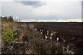 SJ6995 : The remains of large bulrushes oversee Little Woolden Moss by Ian Greig
