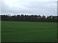 Farmland towards The Avenue