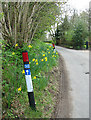 Daffodils beside lane through Syleham