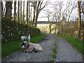 NY7204 : Distressed ewe on the track by Scandale Bridge, Ravenstonedale by Karl and Ali