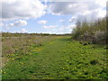 Permissive path in Eoves Wood along the edge of the meadow