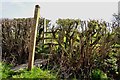 Footpath and Stile near Dagdale Farm