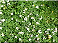 Springtime flowers beside the Triffrwd brook