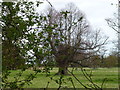 TF3024 : Hollow tree in Moulton Park near Spalding by Richard Humphrey