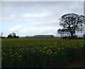 Farmland, Topcliffe Parks Farm