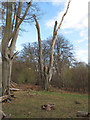 Dead tree at the edge of Frithsden Beeches