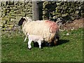 Feeding time at Harsondale