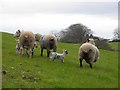 Sheep, Bancran