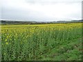 Yellow hillside