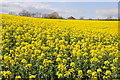 SO6801 : Oilseed rape at Wanswell by Philip Halling