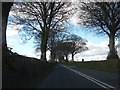 An avenue of trees lining the A386