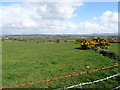 Degraded earthen bank field boundary