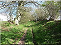 Green lane in springtime