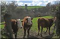 SX8162 : Cattle near Littlehempston by Derek Harper