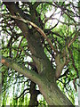 Underneath a Weeping Willow