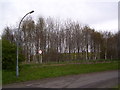 Birch woods at Barrow Hill