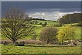 Towards Thorns Wood, Drewton, E Yorks