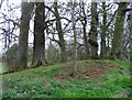 Trees in field by Stockerston Road