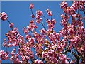 Blossom at Nuffield Lodge