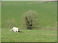 Ewe  and lambs, Stone