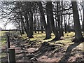 Quicksaw Plantation at Mayfield Alpacas