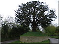 Deenethorpe Yew