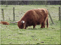 TQ0052 : Grazing Highland Cow by Colin Smith