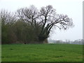 Oak Tree