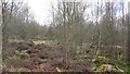NS9240 : Shawhill Wood by Richard Webb