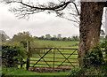 Gate and tree near Belfast