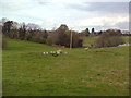 Sheep and lambs, just outside Bloxham